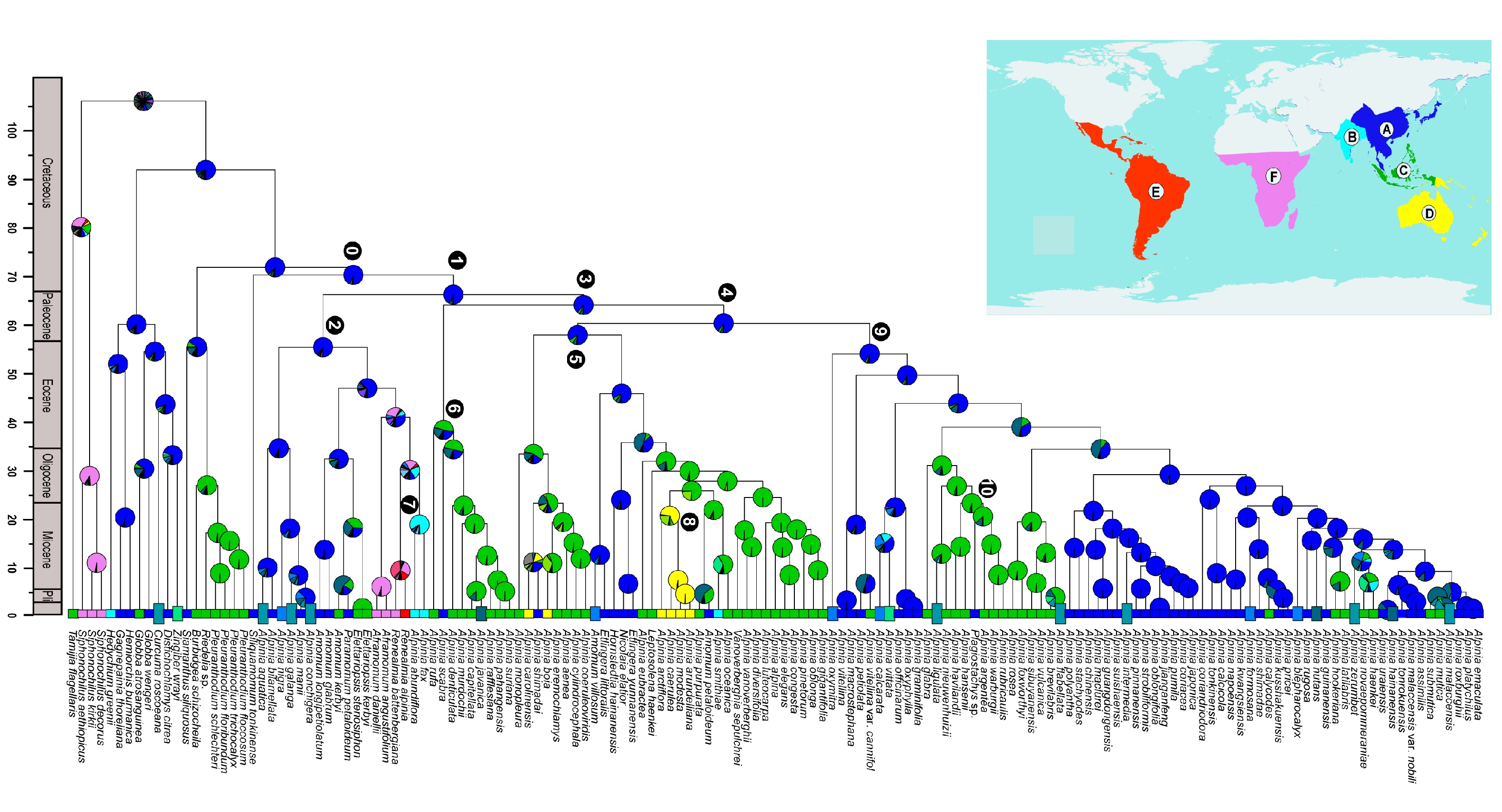 Reconstruction of the evolutionary biogeography reveals the origins of Alpinia Roxb. (Zingiberaceae): A case of “out-of-Asia” migration to the Southern Hemisphere