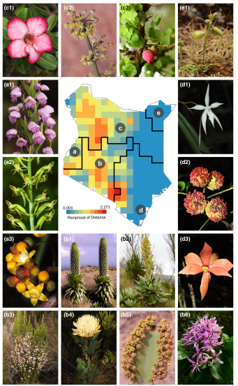 New insights into the formation of biodiversity hotspots of the Kenyan flora