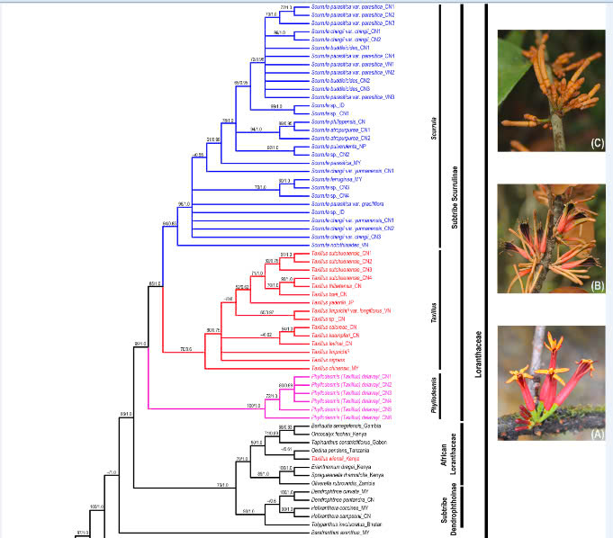 Phylogeny, character evolution and historical biogeography of Scurrulinae (Loranthaceae): new insights into the circumscription of the genus Taxillus