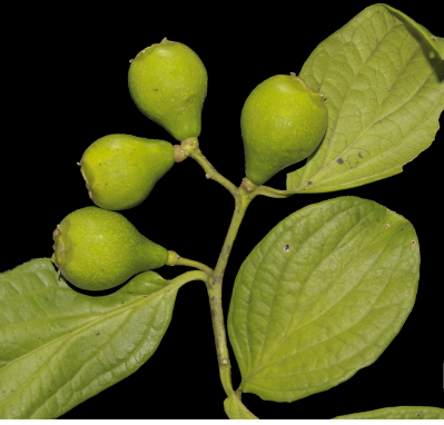 Pyrularia: A newly recorded genus of Cervantesiaceae from Vietnam